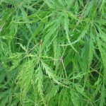 Acer palmatum 'Viridis'