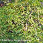 Acer palmatum 'Waterfall'