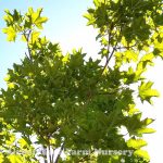 Acer platanoides 'Emerald Queen'