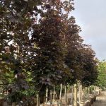 Acer platanoides 'Royal Red'