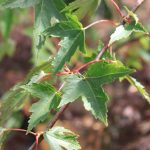 Acer rubrum 'Armstrong'