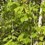 Acer rubrum 'Bowhall'