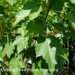 Acer rubrum 'Brandywine'