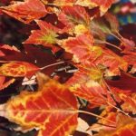 Acer rubrum 'Red Sunset'