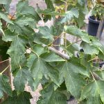 Acer rubrum 'Sun Valley'
