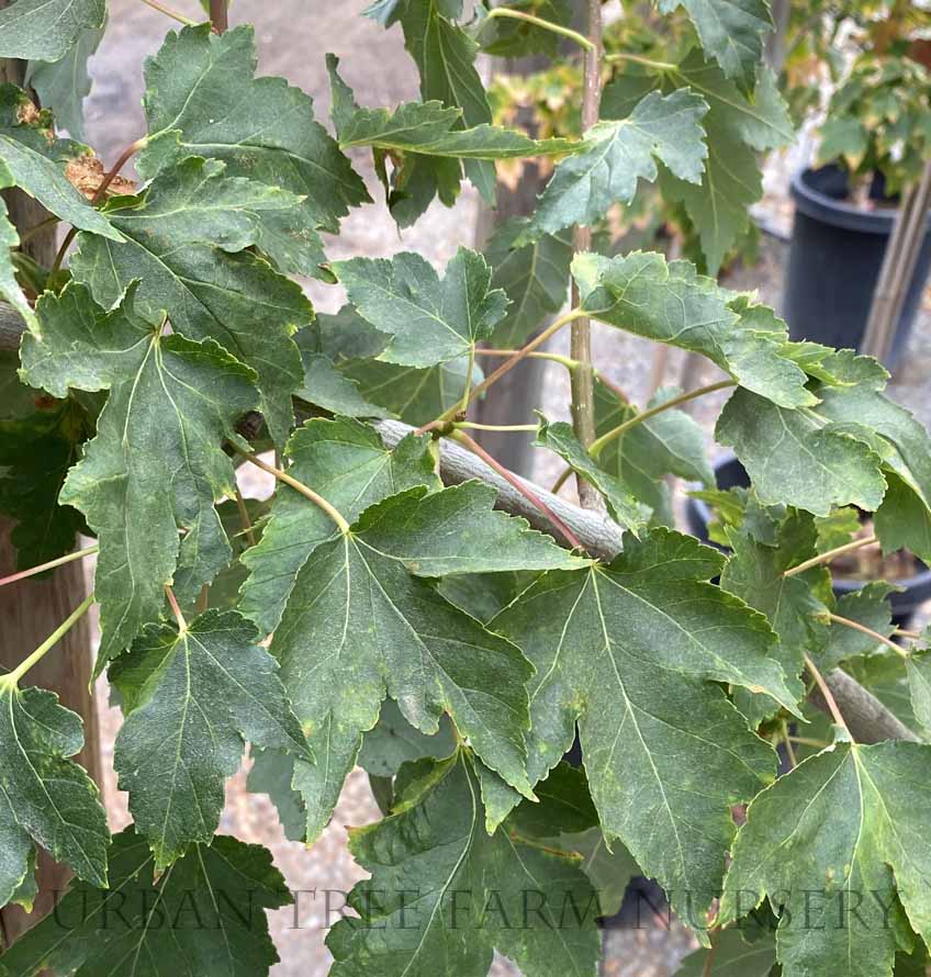 Acer-rubrum-Sun-Valley-a Acer rubrum Sun Valley a