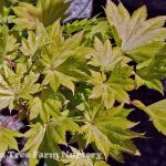 Acer shirasawanum 'Aureum'