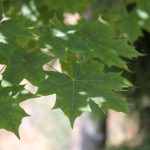 Acer truncatum x platanoides 'Norwegian Sunset'