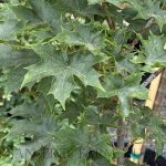 Acer truncatum x platanoides 'Pacific Sunset'