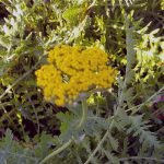 Achillea filipendulina 'Coronation Gold'