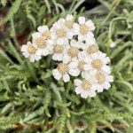 Achillea kellereri