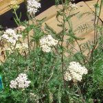 Achillea millefolium 'Apple Blossom'