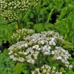 Achillea millefolium 'Black Butte'