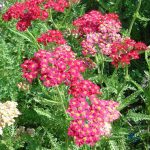 Achillea millefolium 'Galaxy Paprika'
