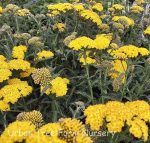 Achillea millefolium 'Little Moonshine'