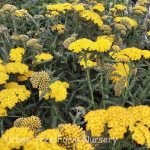 Achillea millefolium 'Little Moonshine'