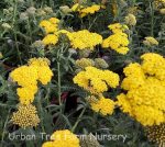 Achillea millefolium 'Little Moonshine' - Image 2