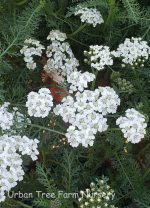 Achillea millefolium 'New Vintage White'
