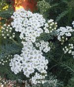 Achillea millefolium 'New Vintage White' - Image 2