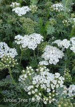 Achillea millefolium 'New Vintage White' - Image 3