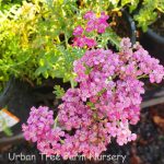 Achillea millefolium 'Rosa Maria'