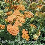Achillea millefolium 'Terracotta'