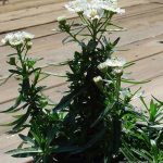 Achillea ptarmica 'Nana Compacta'