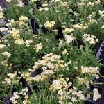 Achillea tomentosa 'King George'