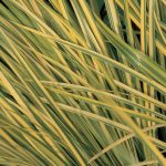 Acorus gramineus 'Ogon'