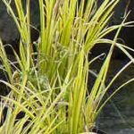 Acorus gramineus 'Variegatus'