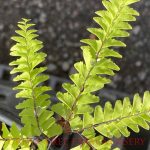 Adiantum pedatum