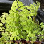 Adiantum raddianum 'Fritz Luthi'