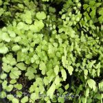 Adiantum x 'Mairsii'
