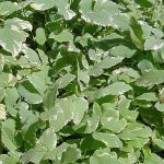 Aegopodium podagraria 'Variegatum'