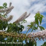 Aesculus californica LOW BRANCH