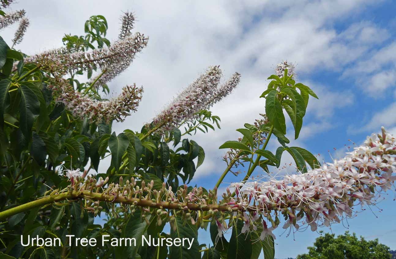 Aesculus-californica-LOW-BRANCH Aesculus californica LOW BRANCH - Image 1