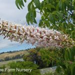 Aesculus californica