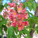 Aesculus carnea 'Fort McNair'