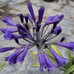 Agapanthus 'Black Pantha'