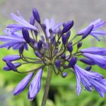 Agapanthus 'Ellamae'