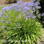 Agapanthus africanus 'Blue'