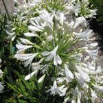 Agapanthus africanus 'White'