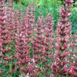 Agastache rugosa 'Summer Fiesta'