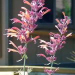 Agastache rupestris