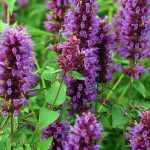 Agastache x 'Blue Boa'