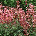 Agastache x 'Kudos Ambrosia'