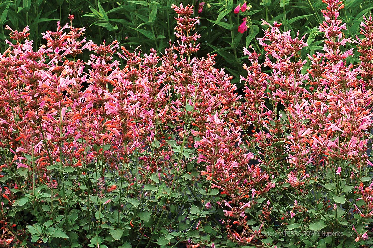 Agastache-x-Kudos-Ambrosia-a Agastache x 'Kudos Ambrosia' - Image 1
