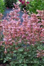 Agastache x 'Kudos Ambrosia' - Image 3