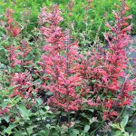 Agastache x 'Kudos Coral'