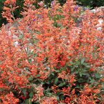 Agastache x 'Kudos Mandarin'